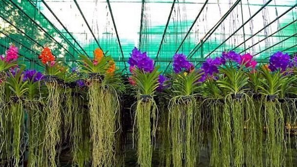 Наша экскурсия на плавучий рынок Дамноен в Бангкоке (Тайланд). Путешествие продолжается. Из зимы в лето.