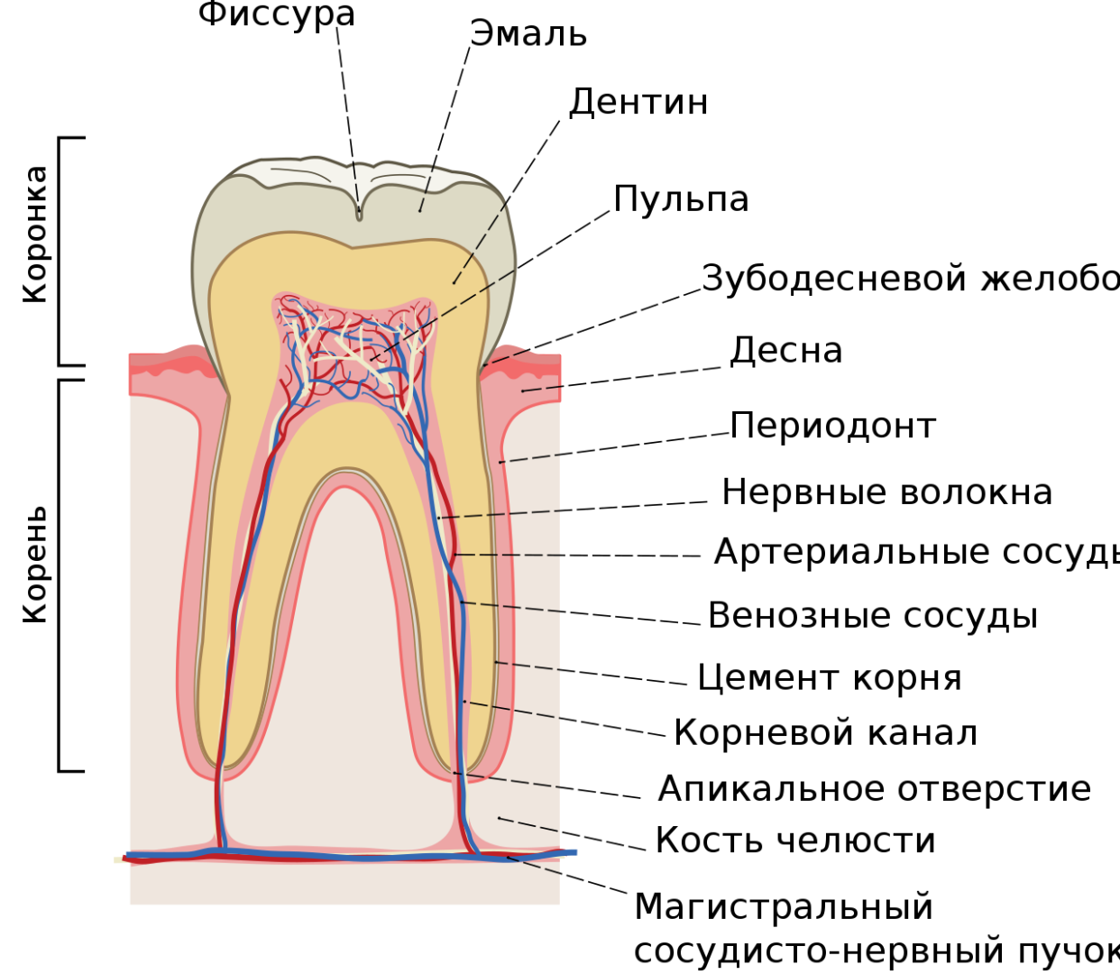 Корень зуба находится. Строение зубов схема анатомия. Схема внутреннего строения зуба. Строение зуба человека рисунок с описанием. Схема внутреннего строения зуба анатомия.