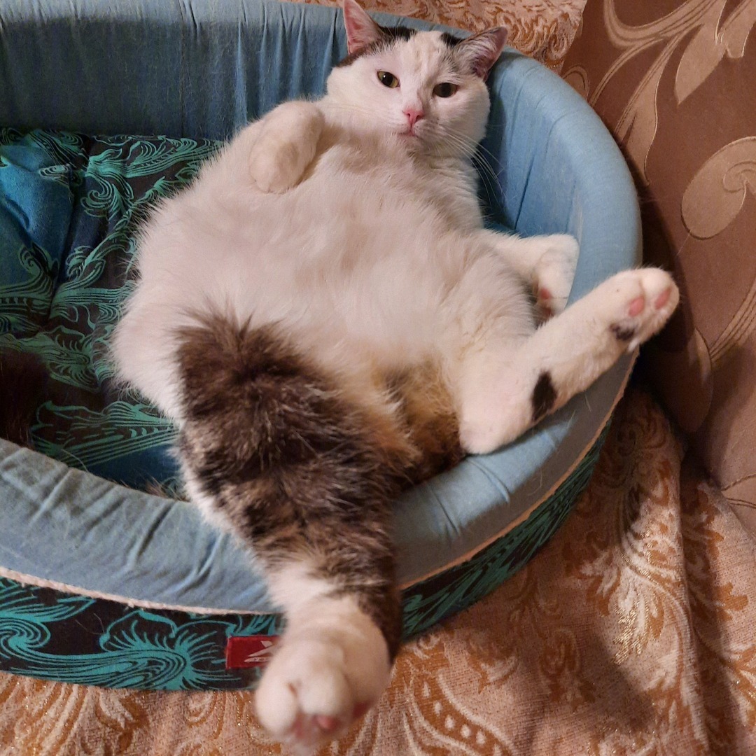 История о том, как у меня появилась кошка Челси. И что из этого вышло