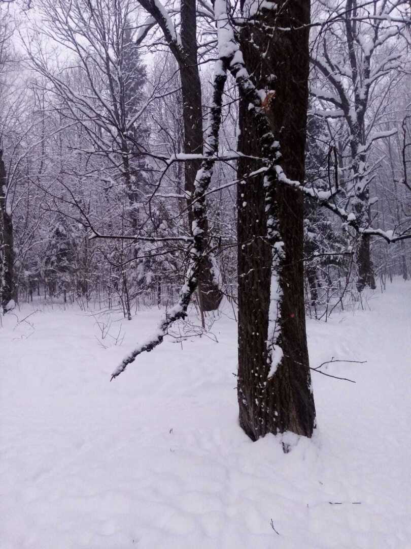 Зима, февраль, снегопад... Моя прогулка по заснеженному парку