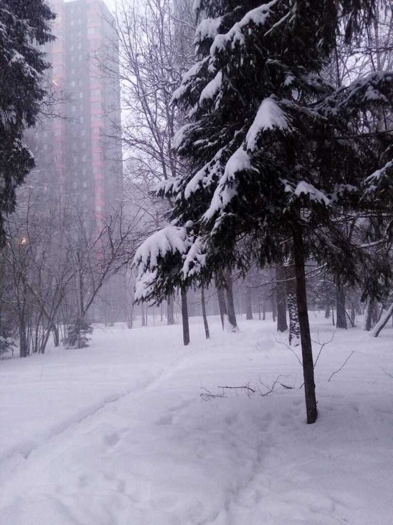 Зима, февраль, снегопад... Моя прогулка по заснеженному парку