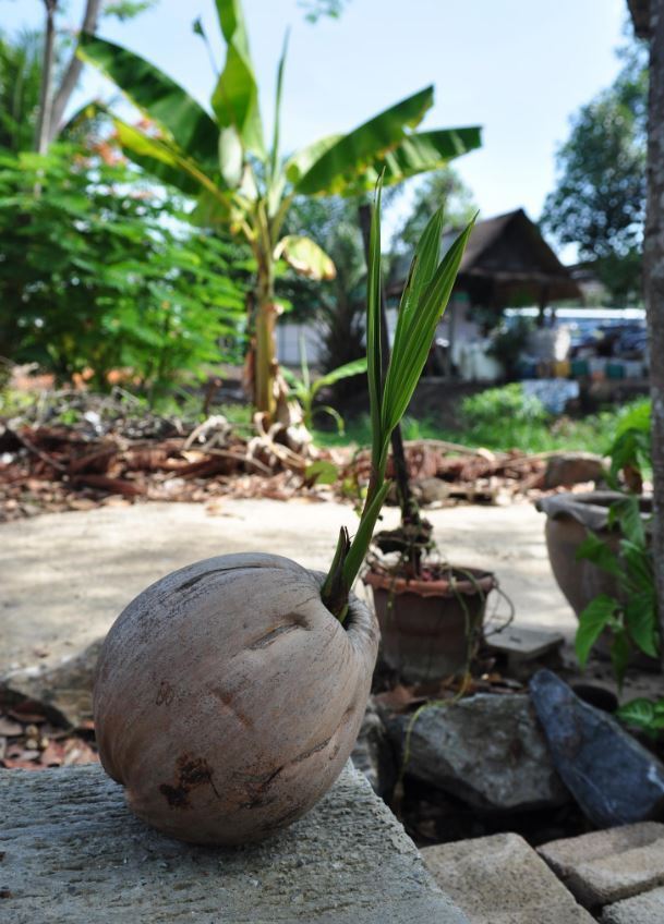 Наша экскурсия на плавучий рынок Дамноен в Бангкоке (Тайланд). Путешествие продолжается. Из зимы в лето.