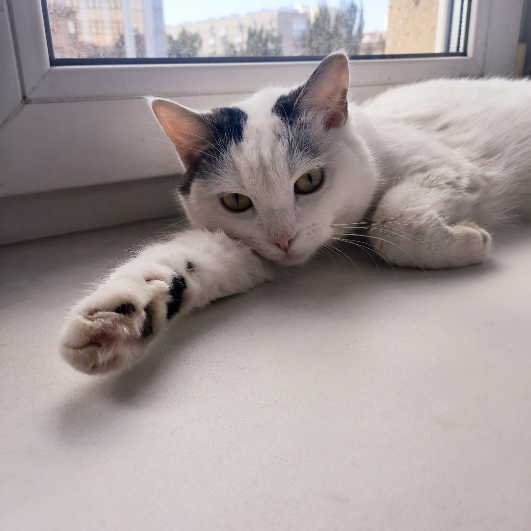 История о том, как у меня появилась кошка Челси. И что из этого вышло