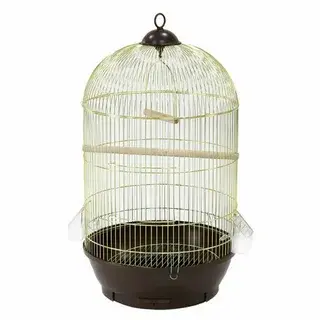 Секреты выбора попугая: на что обратить внимание при покупке