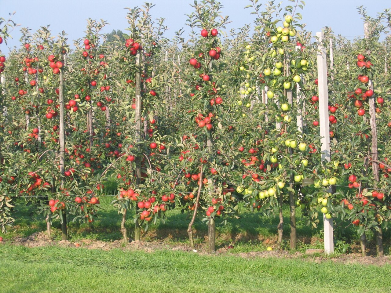 На каком расстоянии сажать колоновидные яблони