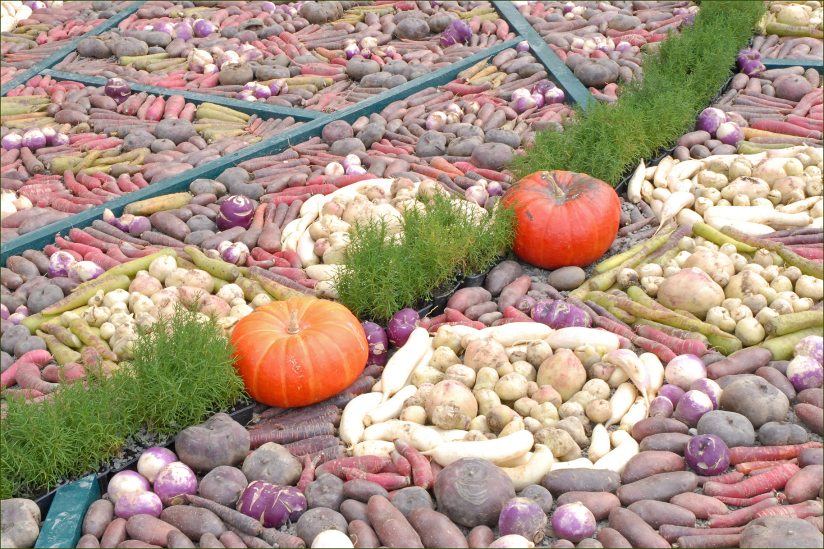 Посадить. Вырастить. Собрать урожай. Это даже еще не полдела. Самое главное продать еще этот урожай!