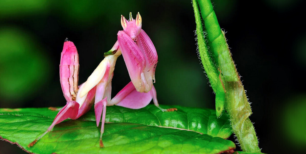 Самые необычные насекомые планеты: Суринамская фонарница
