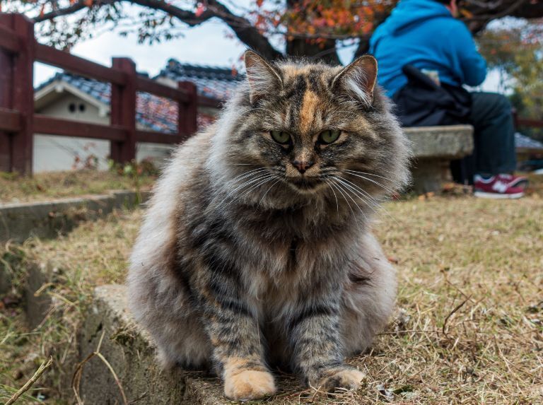 Тибетская легенда о трехцветных кошках.