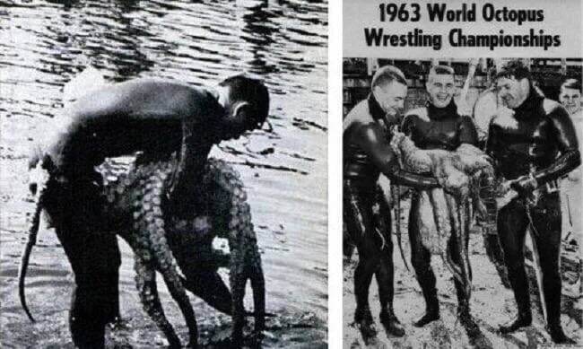 В 1960-хгодах в США было очень популярно единоборство с осьминогами.