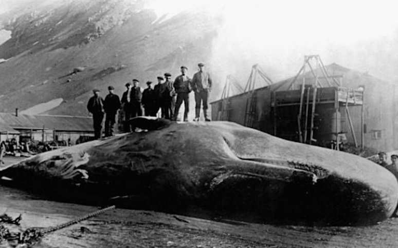 Удивительная история Джеймса Бартли, который провёл почти весь день в желудке кита и выжил