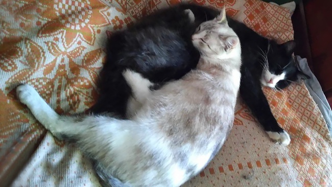 Зачем нам нужны в жизни кошки? Что они приносят больше в дом - счастье или несчастье?