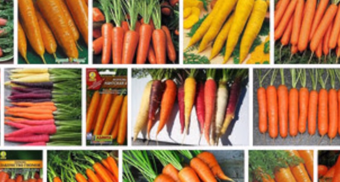 Лучшие сорта моркови для раннего урожая