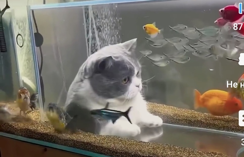 Кот думает. Кошачьи мечты. Кот с колбасой. Рисунки татьяны самошкиной. Кошка мечты.