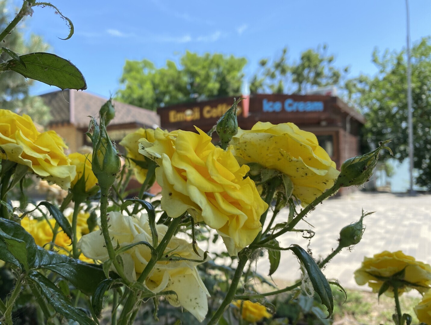 Приморский парк в Таганроге. Как он выглядел до шторма века.