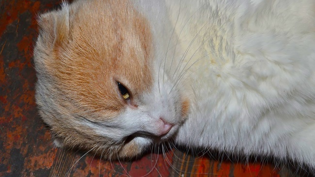 Зачем нам нужны в жизни кошки? Что они приносят больше в дом - счастье или несчастье?