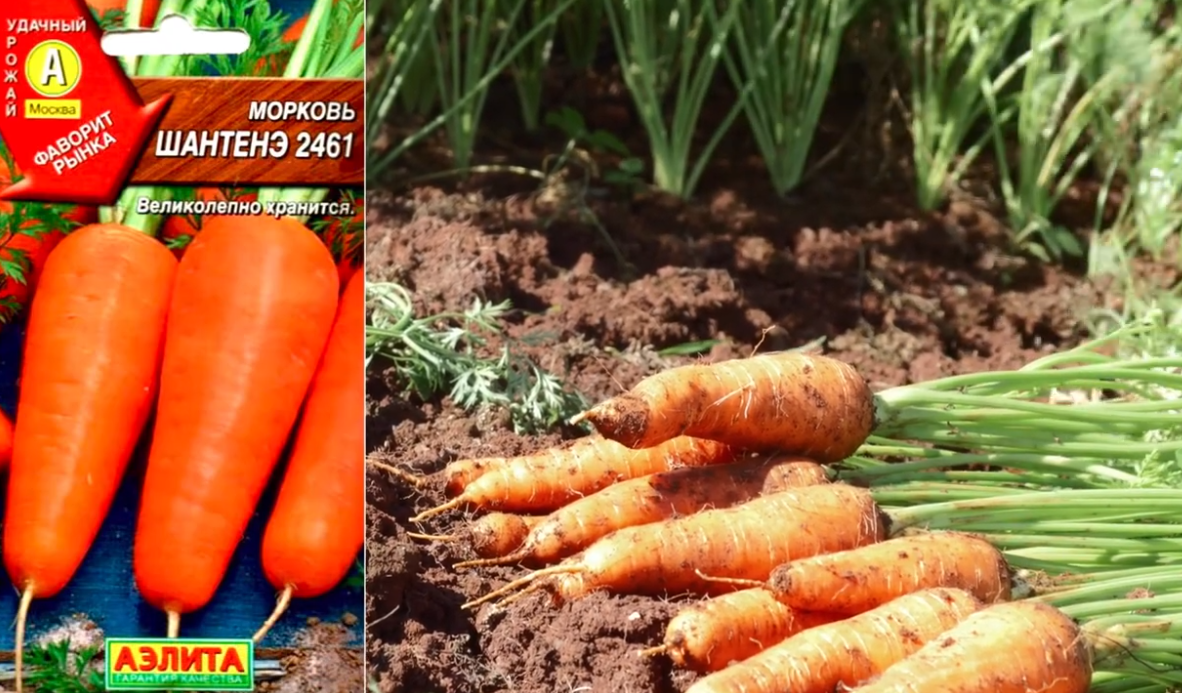 Лучшие сорта моркови для раннего урожая