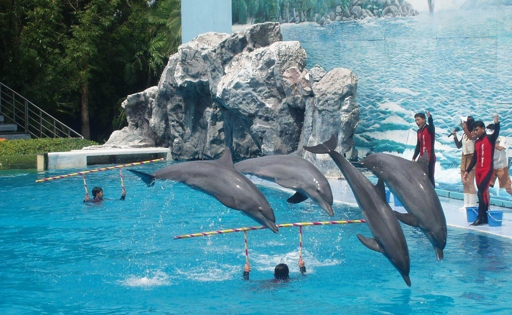 Путешествие в мир диких зверей в Бангкоке (Тайланд). Сафари парк. Приключения продолжаются. Из зимы в лето.