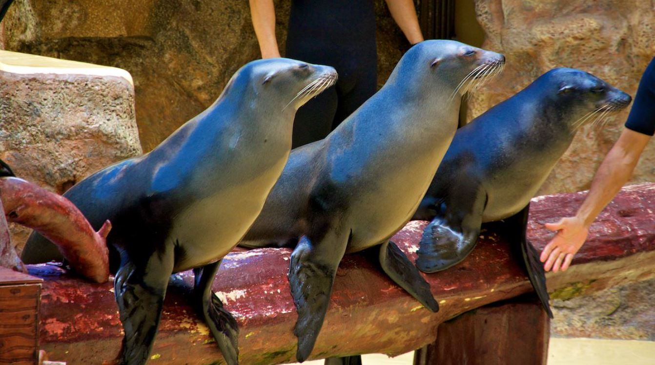 Путешествие в мир диких зверей в Бангкоке (Тайланд). Сафари парк. Приключения продолжаются. Из зимы в лето.