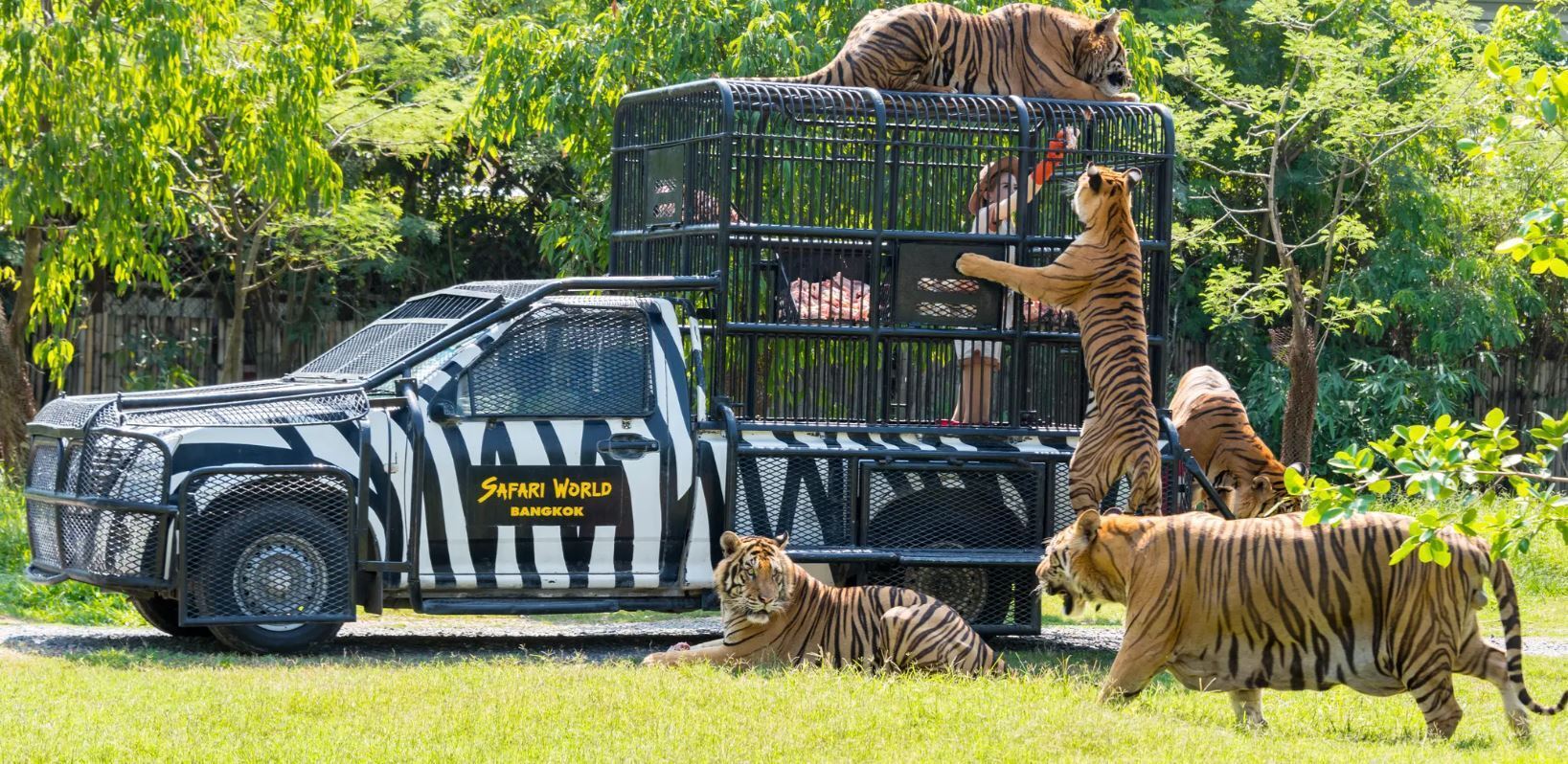Путешествие в мир диких зверей в Бангкоке (Тайланд). Сафари парк. Приключения продолжаются. Из зимы в лето.