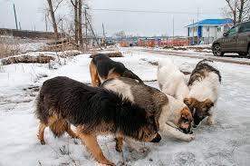 Женщина отбила девочку у стаи бездомных собак в Нижнем Тагиле.