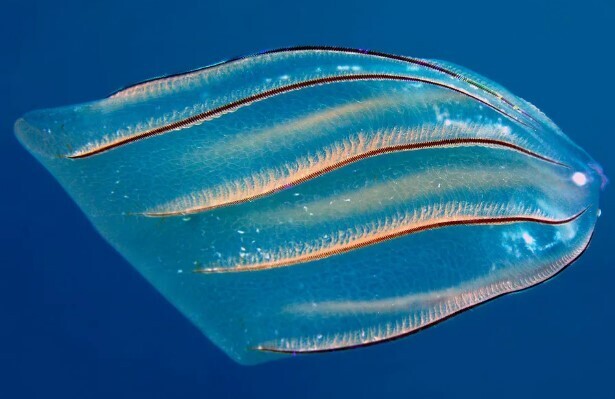 Загадка Чёрного моря: что происходит?