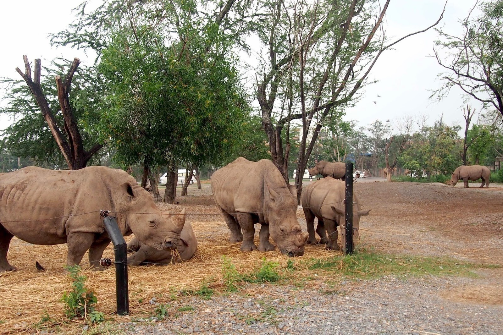 Путешествие в мир диких зверей в Бангкоке (Тайланд). Сафари парк. Приключения продолжаются. Из зимы в лето.