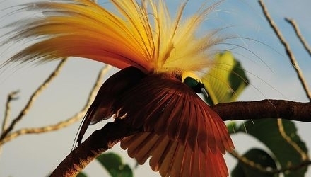 О райских птицах.