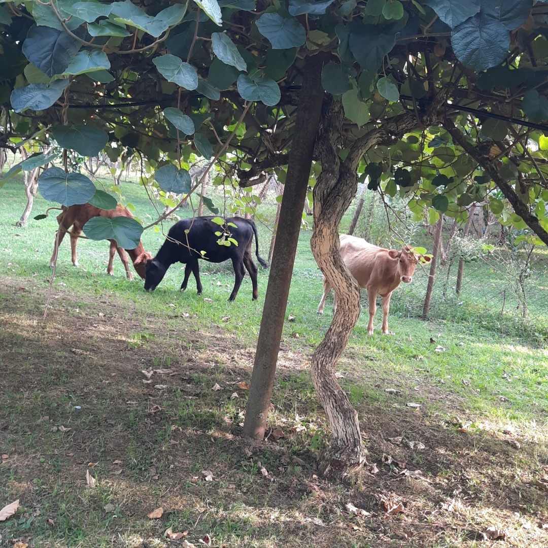 Абхазия: красота, в которую я не хочу возвращаться