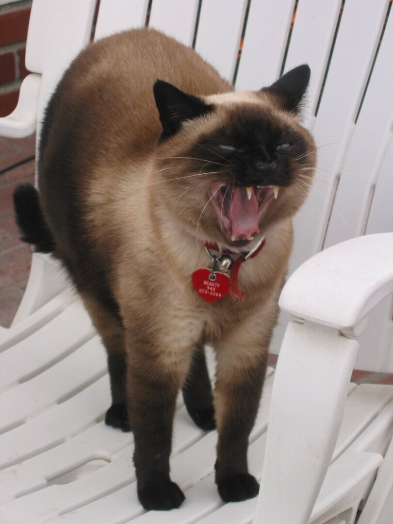 Жёсткая месть сиамского кота моему соседу