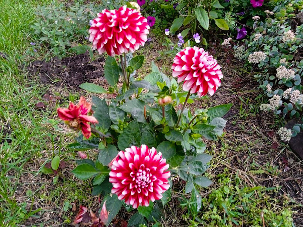 Помогите разобраться с видами георгинов