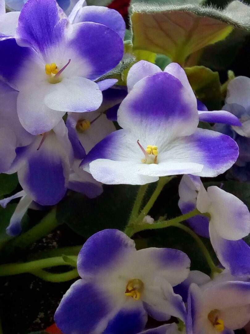 За окошком зима, а дома — лето. В этом году комнатные цветы просто радуют!