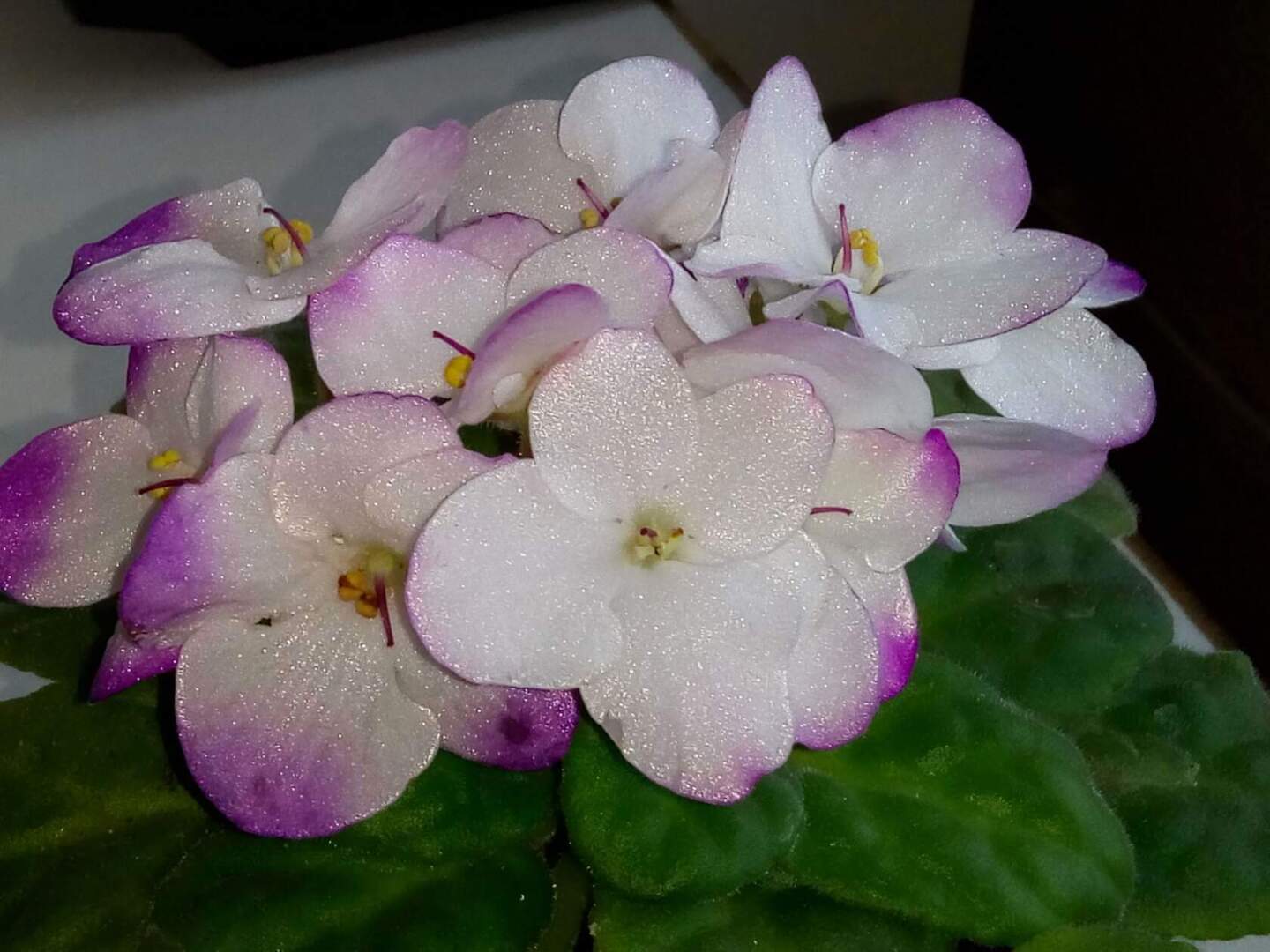 За окошком зима, а дома — лето. В этом году комнатные цветы просто радуют!