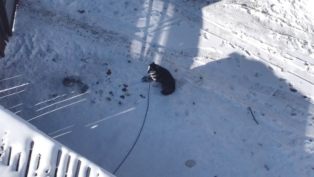 В Иркутске собака напала на трех школьников.