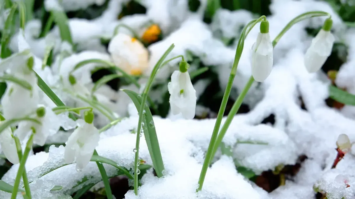 Какими будут март, апрель и май в 2024 году: Москву накроет снегом, а Сибирь ощутит тепло только к середине сезона – прогноз для регионов