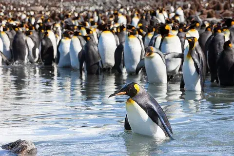 Необычные факты о животных