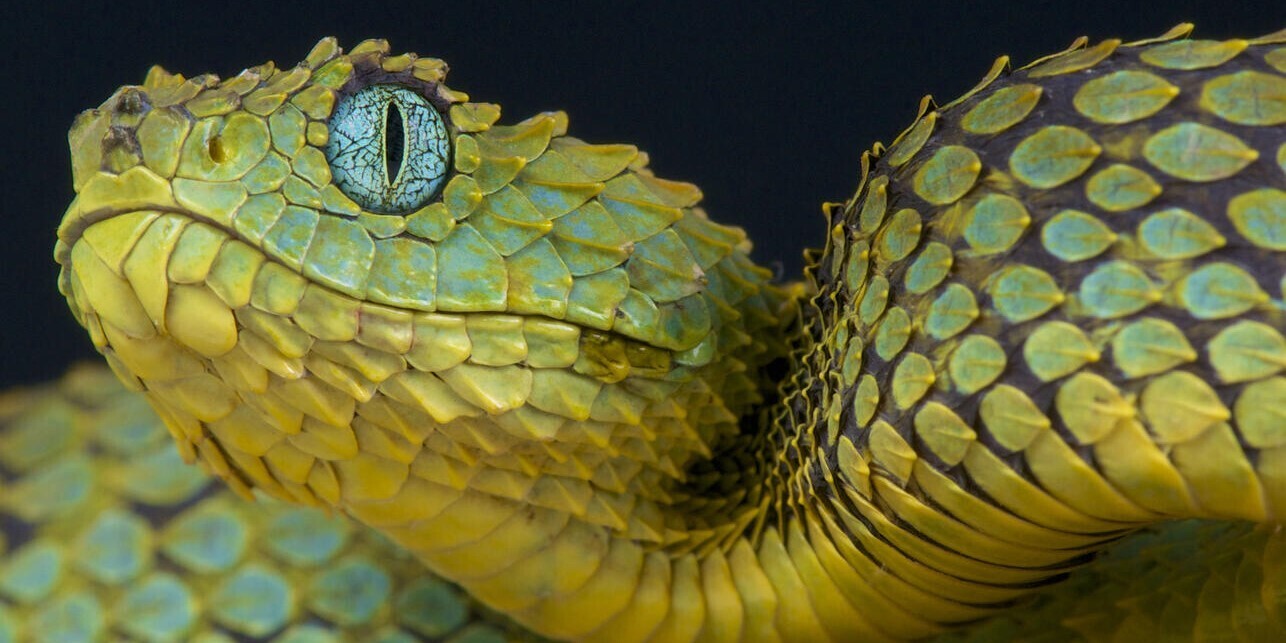 Символика змей во снах: проницательность в скрытые значения