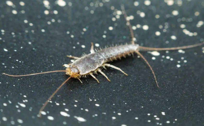 Быстрое, серебристое, не приятное насекомое, которое обитает дома или даже на работе.