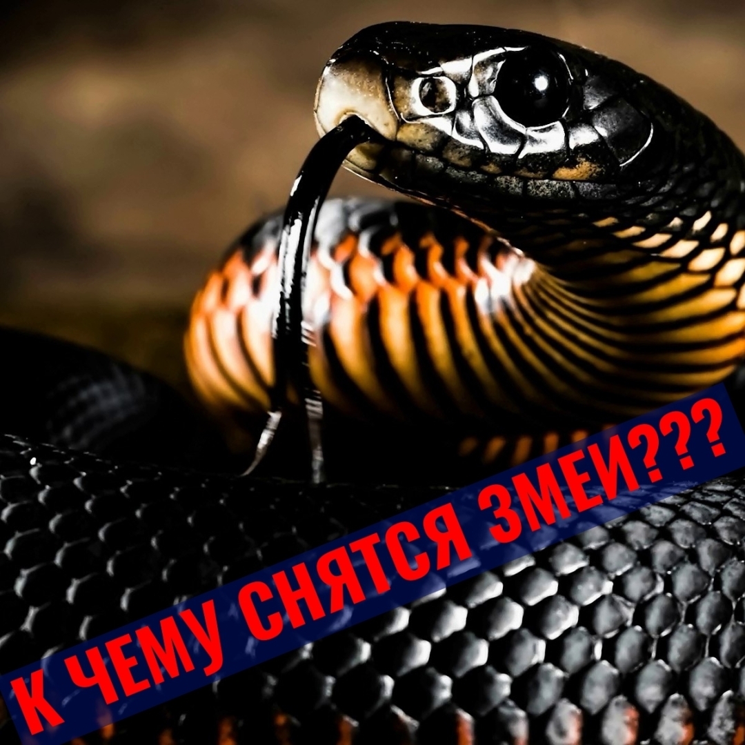 Символика змей во снах: проницательность в скрытые значения