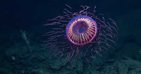 Тайны скрытого мира: удивительные создания, о которых вы не слышали