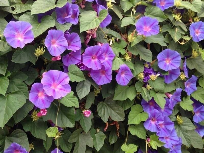 🫐🌶️🍋ДАБЫ ДУРЬ КАЖДОГО ВИДНА БЫЛА ВСЯКОМУ... Постановление правительства №135