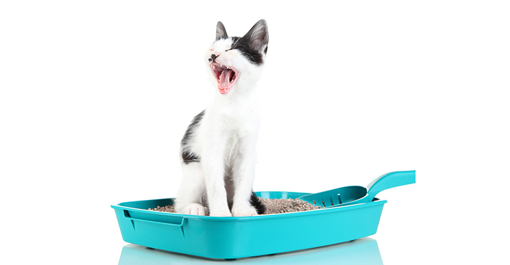 Как приучить легко и быстро кошку к лотку? Делюсь советами!