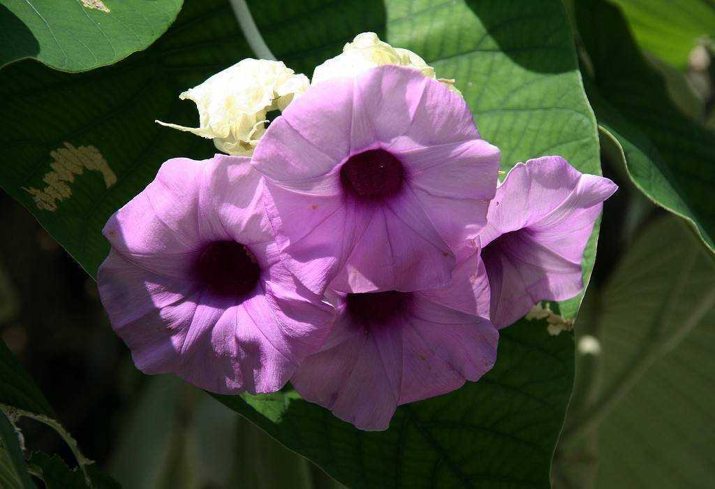 Самый популярный цветок у бабушек, который запретили выращивать на клумбах