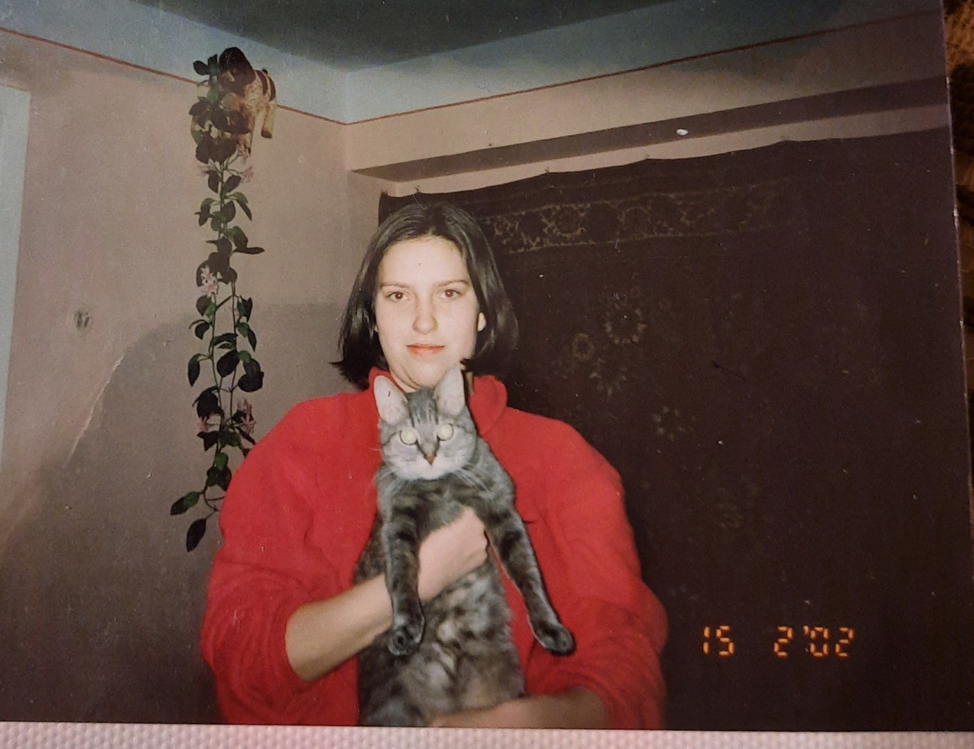 Кошки - очарование мое. Истории Матроси, Тоси и Челси.