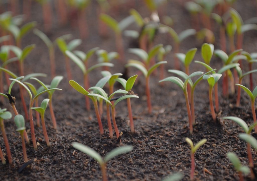 Томаты, которые поразят своей РАССАДОЙ: Низкая, Здоровая и НЕВЕРОЯТНО КРЕПКАЯ! Открываю уникальный способ выращивания!