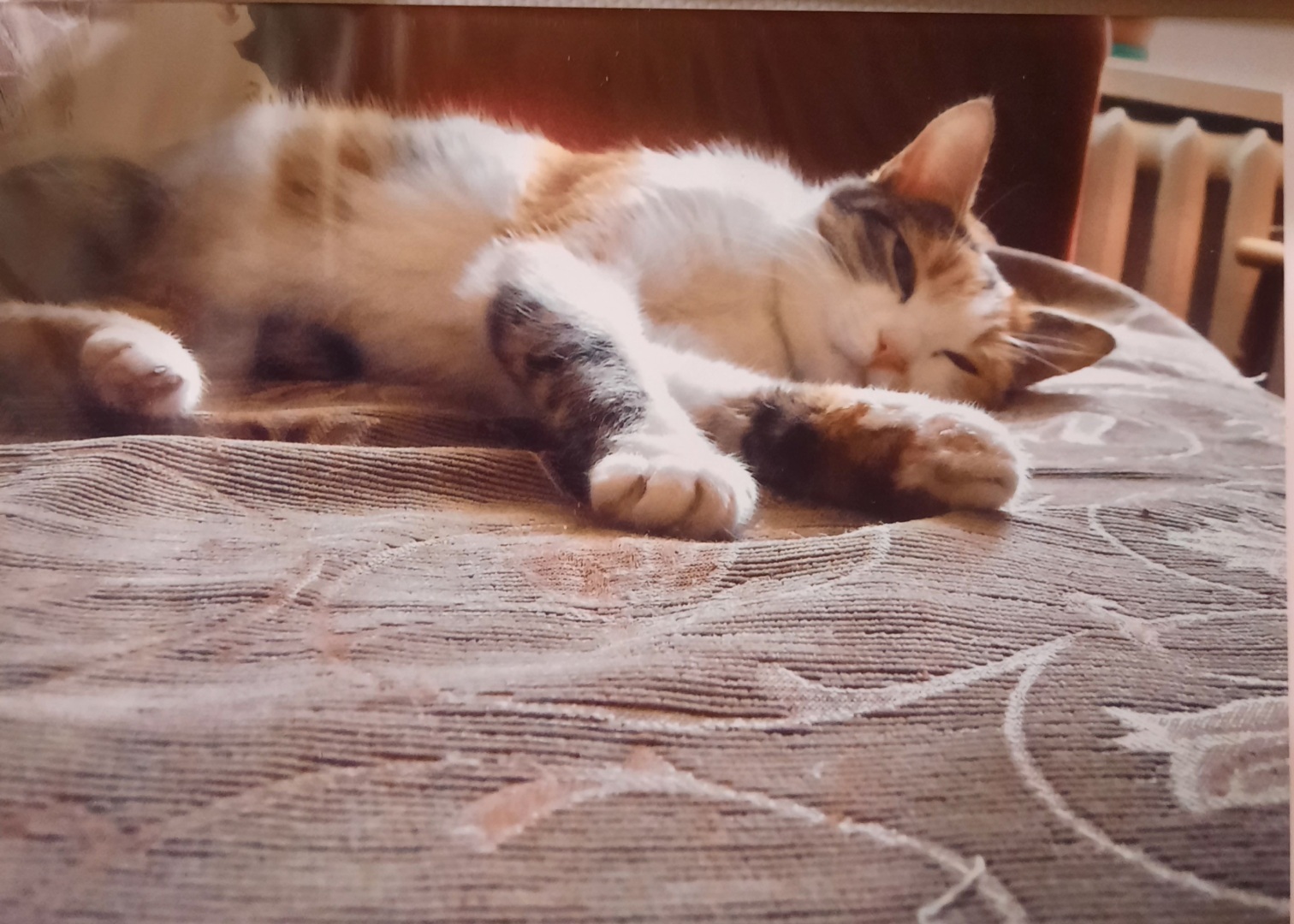 Кошки - очарование мое. Истории Матроси, Тоси и Челси.