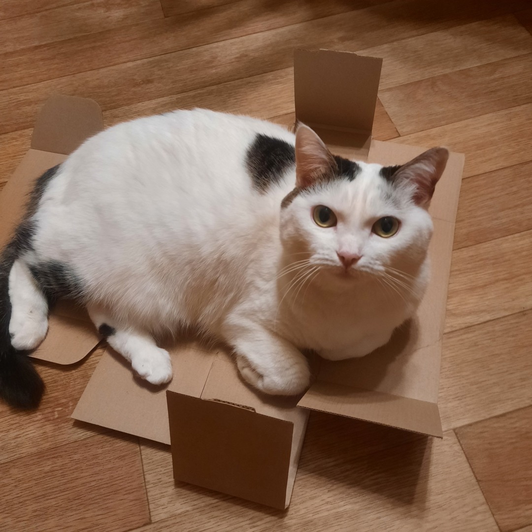 Кошки - очарование мое. Истории Матроси, Тоси и Челси.