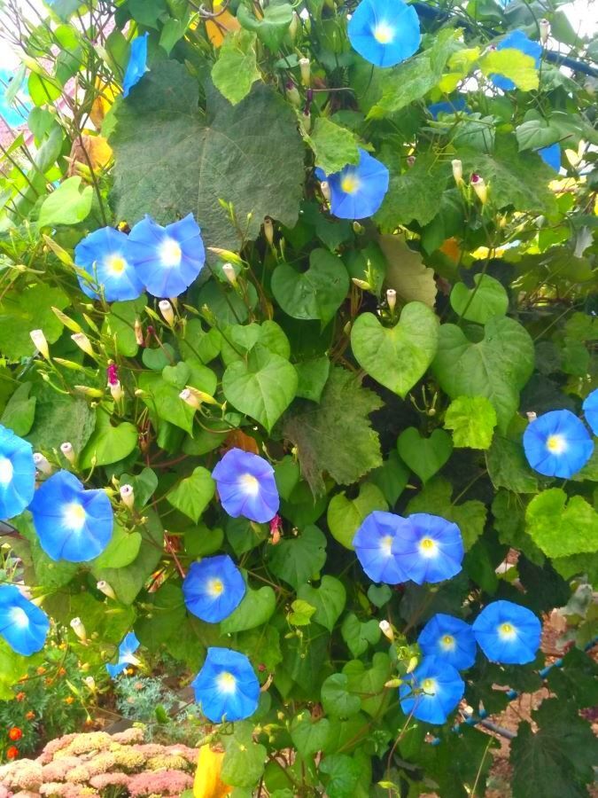 А за вьюнок-то теперь срок! Почему в России вводят уголовное наказание за выращивание ипомеи трёхцветной