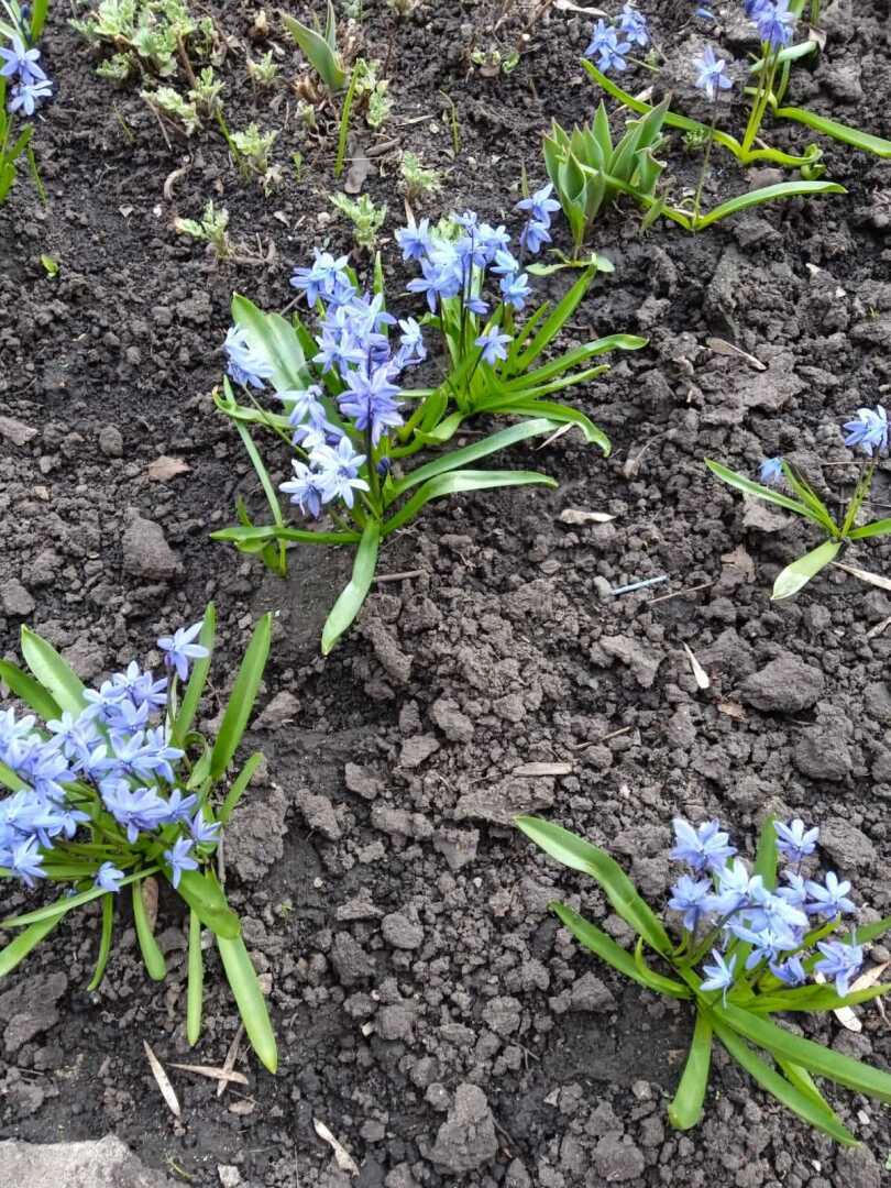 Мои любимые весенние первоцветы: голубые пролески и желтые адонисы, мои фотографии и истории появления на даче.