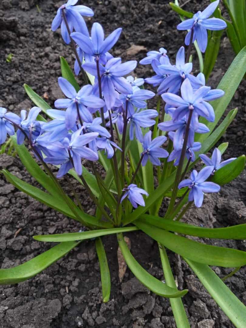 Мои любимые весенние первоцветы: голубые пролески и желтые адонисы, мои фотографии и истории появления на даче.