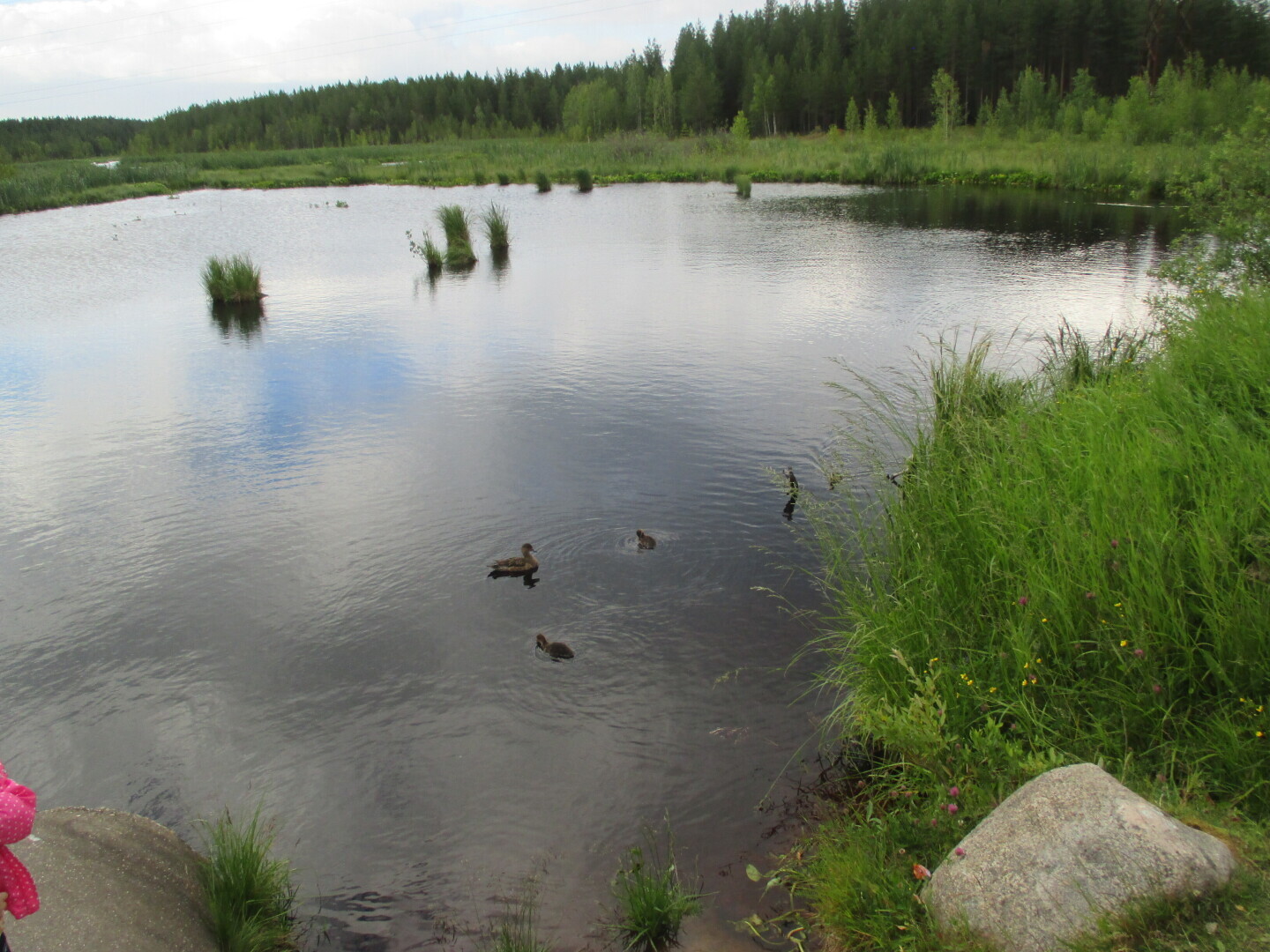 Лес у Выгозера